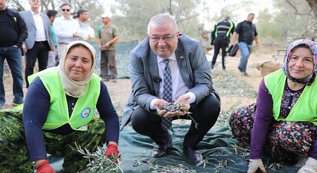 Edremit Belediyesi’nde zeytin hasadı başladı