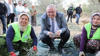 Edremit Belediyesi’nde zeytin hasadı başladı