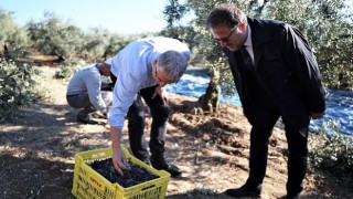 Mudanya Belediyesi zeytin üreticisinin yanında